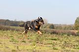 BEAUCERON 344